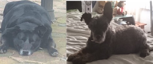 Blacky-Murci Balcky-Murci