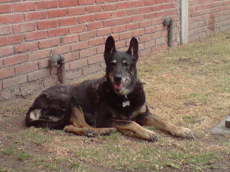 Kas Kas
